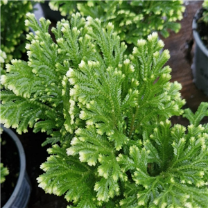 Selaginella 'Jori'